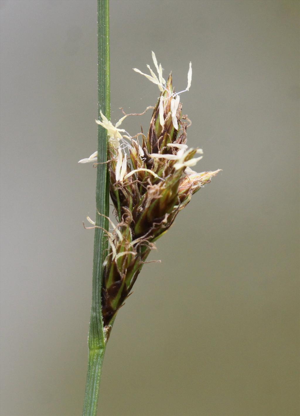 Carex divisa (door Peter Meininger)