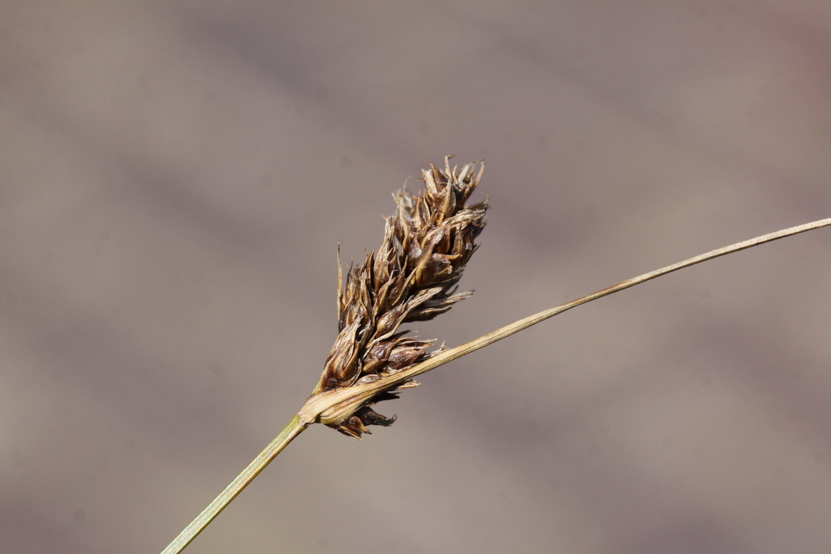 Carex divisa (door Peter Meininger)