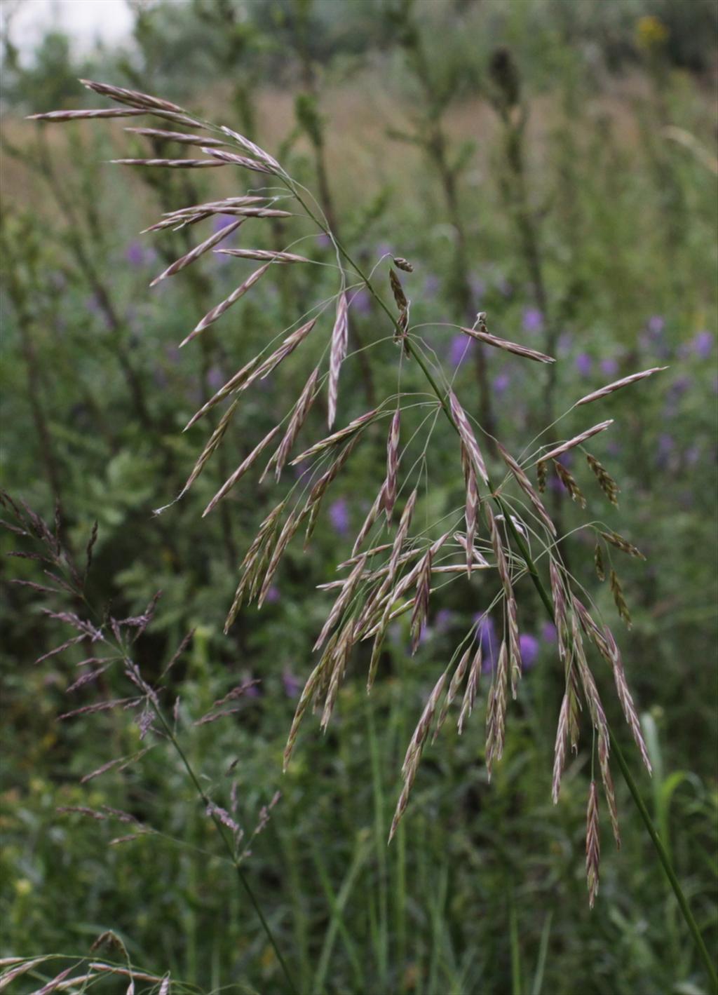 Bromopsis inermis subsp. inermis (door Peter Meininger)