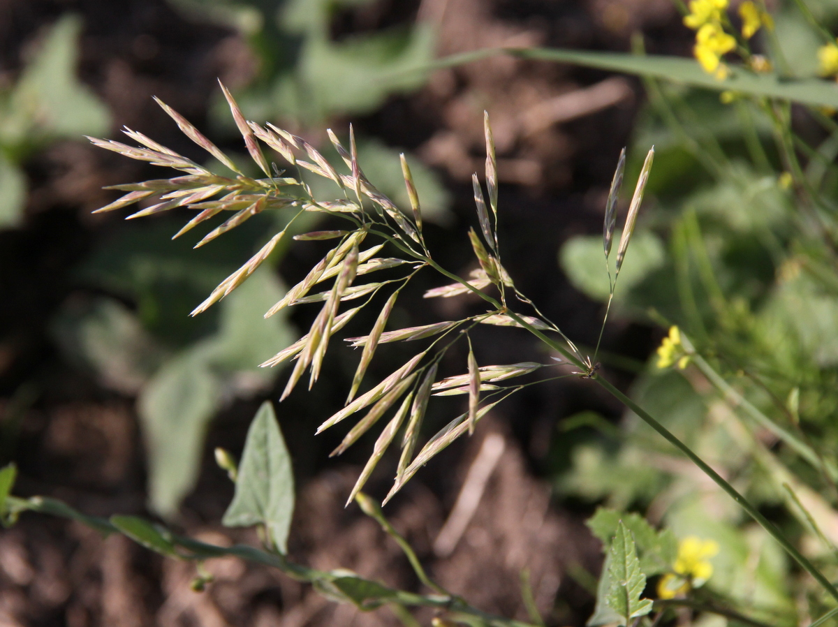 Bromopsis inermis subsp. inermis (door Peter Meininger)