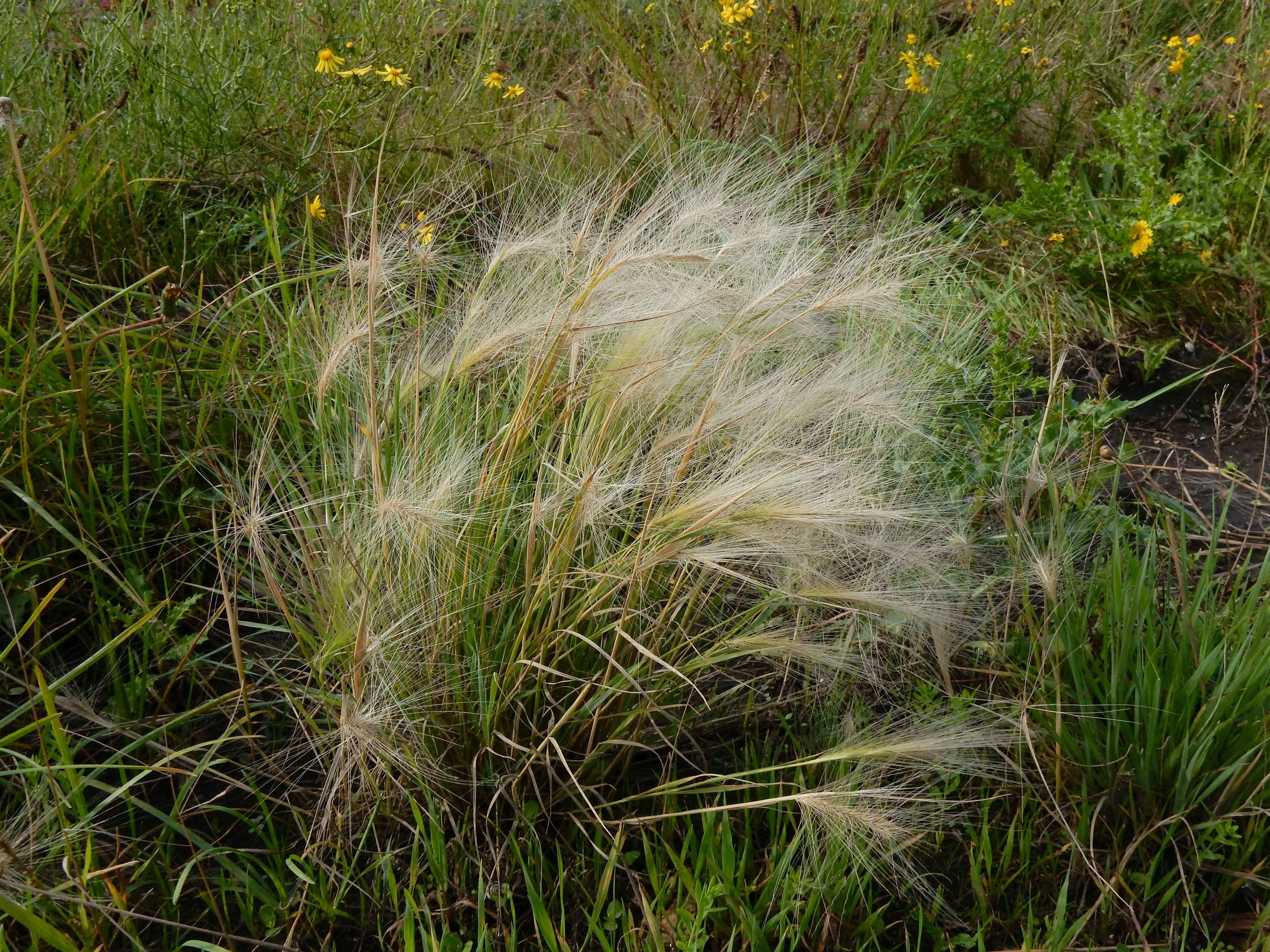 Hordeum jubatum (door Peter Meininger)