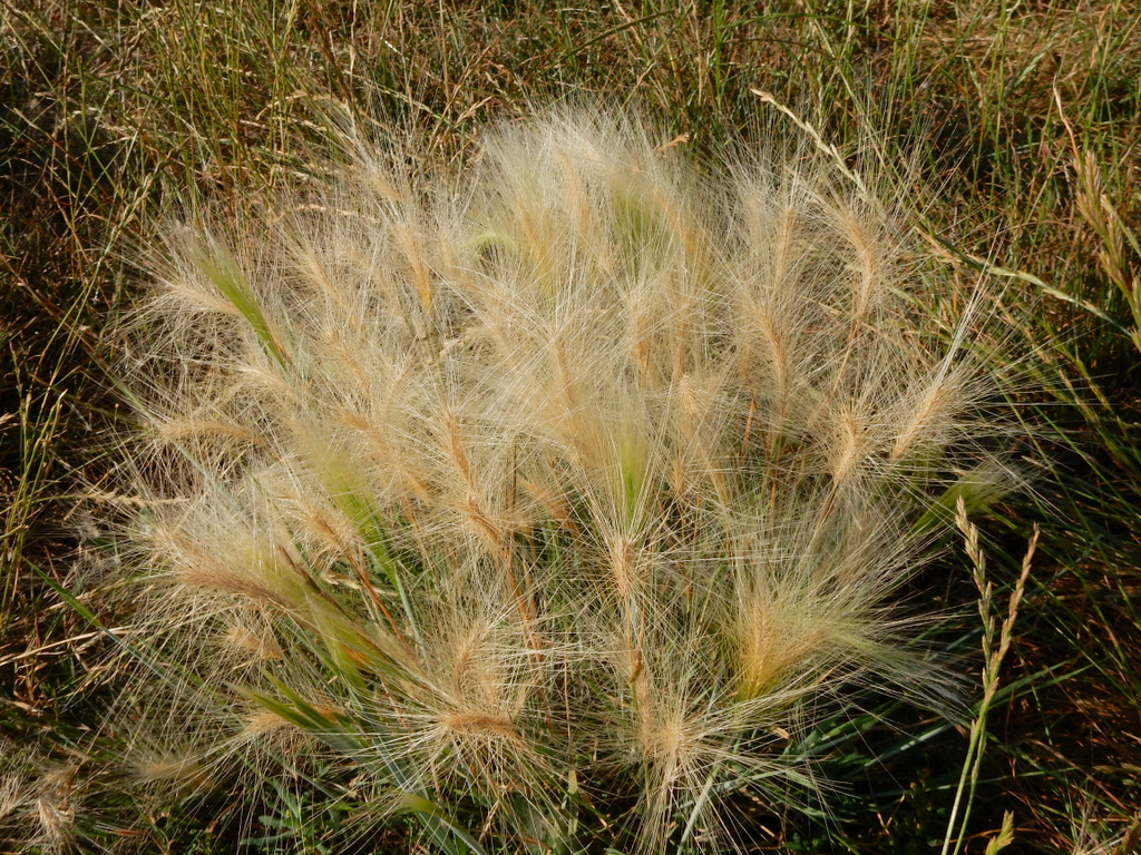 Hordeum jubatum (door Peter Meininger)