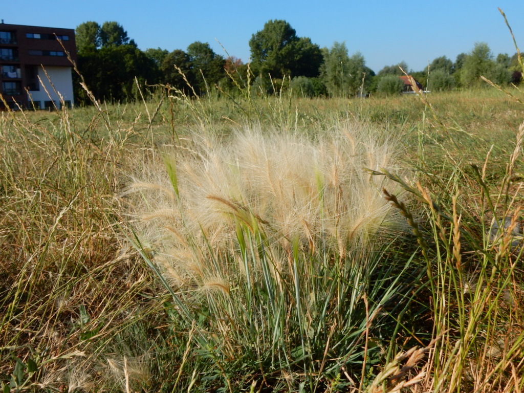 Hordeum jubatum (door Peter Meininger)