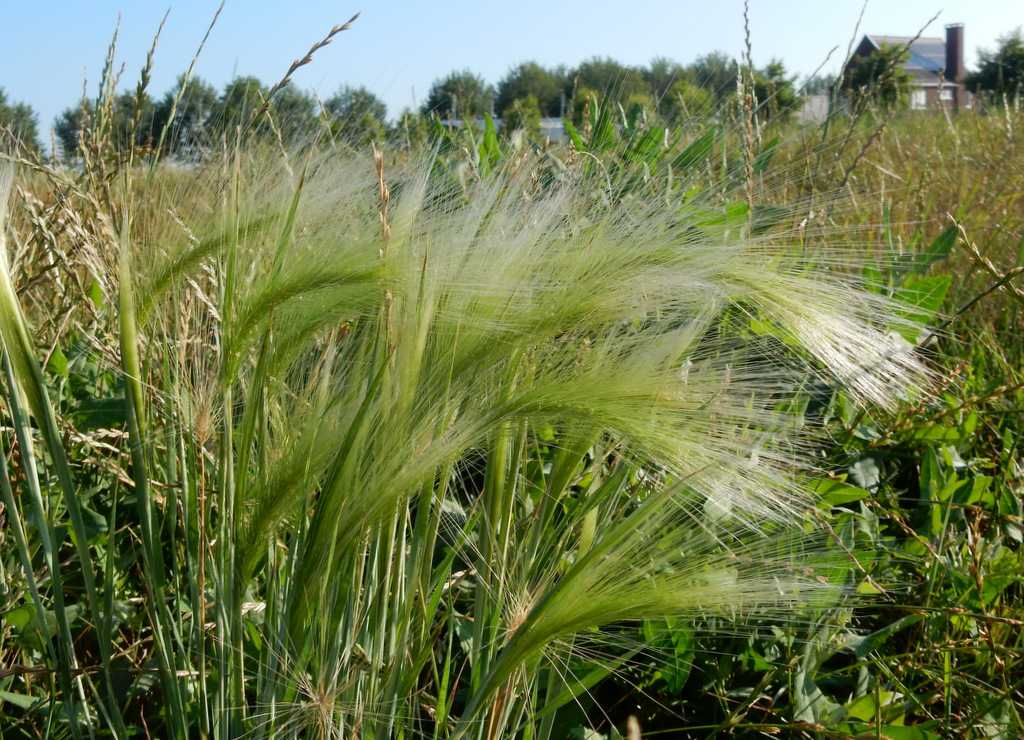 Hordeum jubatum (door Peter Meininger)