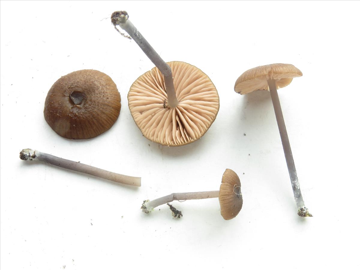 Entoloma glaucobasis (door Chiel Noordeloos)