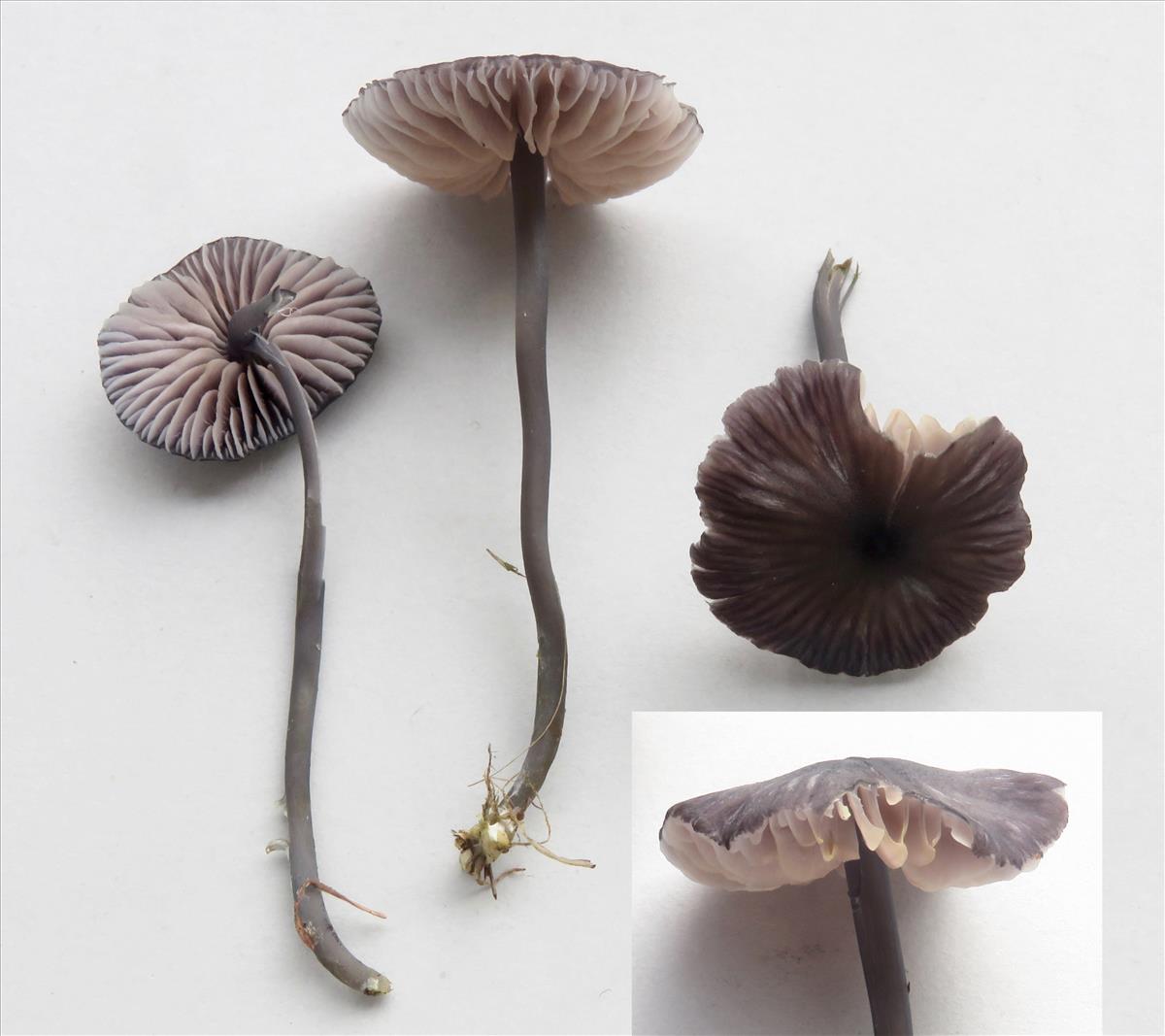 Entoloma cruentatum (door Chiel Noordeloos)