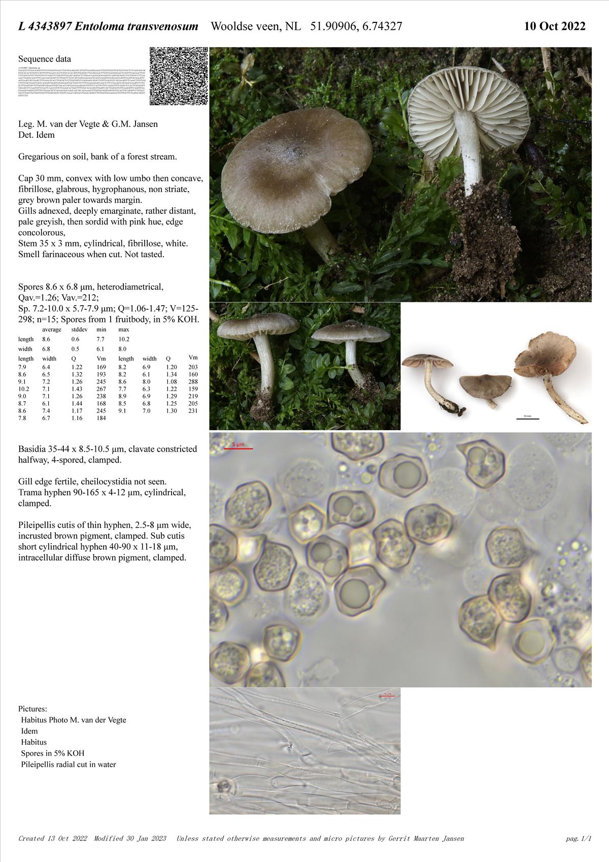 Entoloma transvenosum (door Gerrit Jansen)