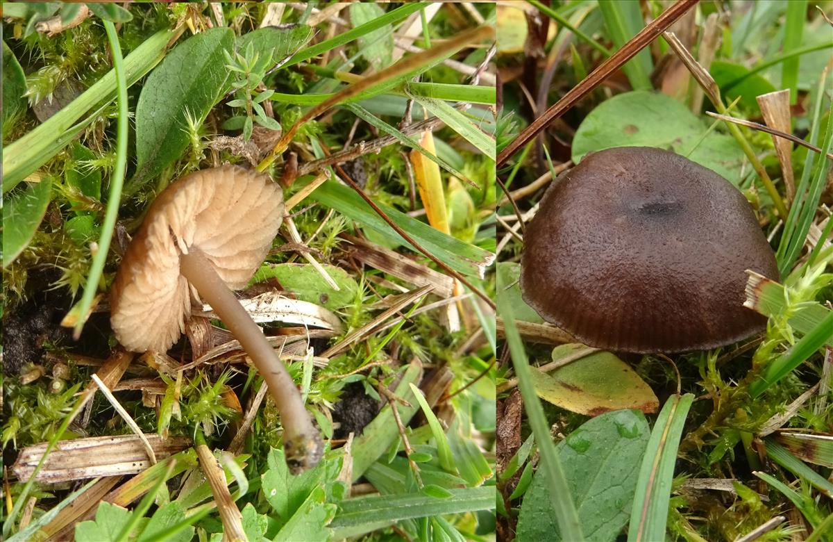 Entoloma minutigranulosum (door Finy Salzmann)