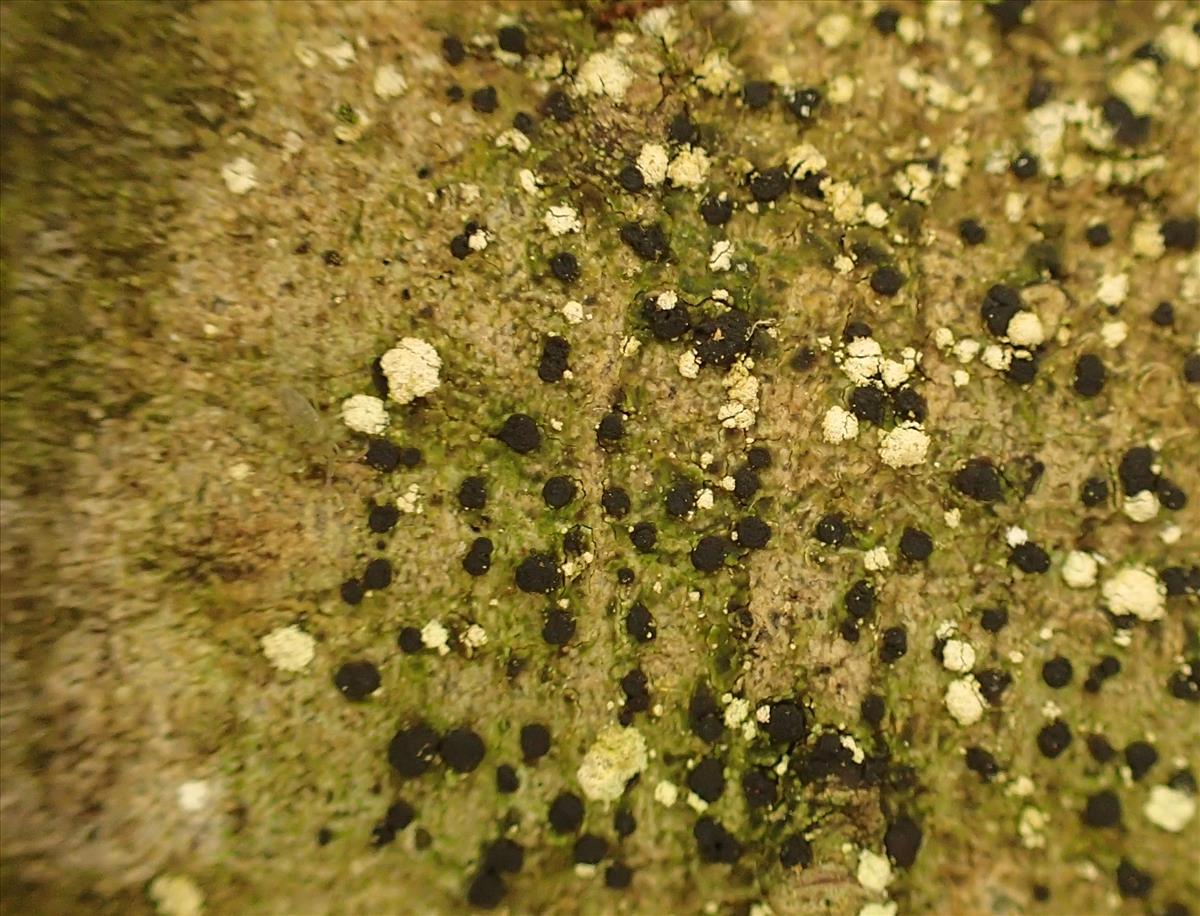 Lecidella elaeochroma (door Arno van der Pluijm)