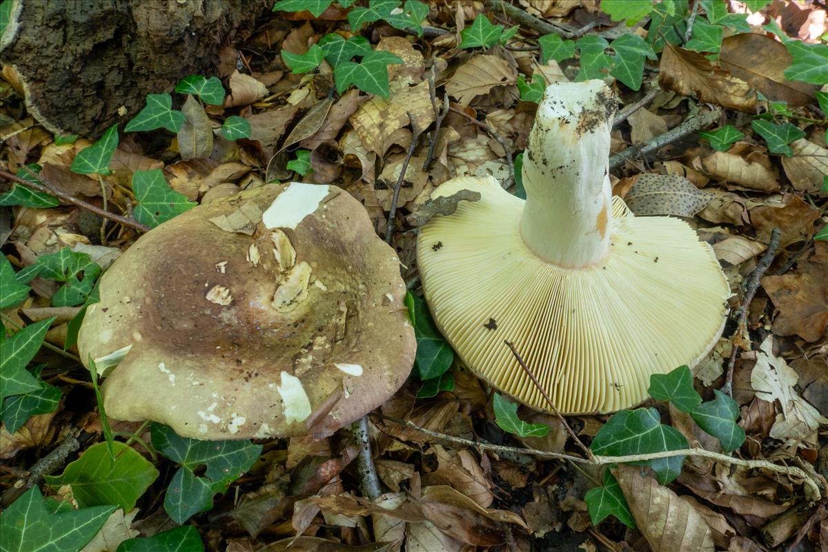 Russula olivacea (door Alfons Vaessen)