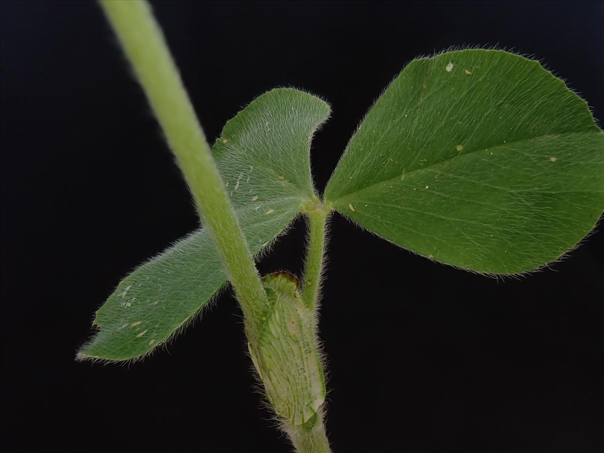 Trifolium incarnatum (door Lieuwe Haanstra)