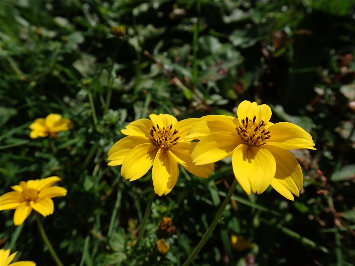 Bidens triplinervia (door Lieuwe Haanstra)