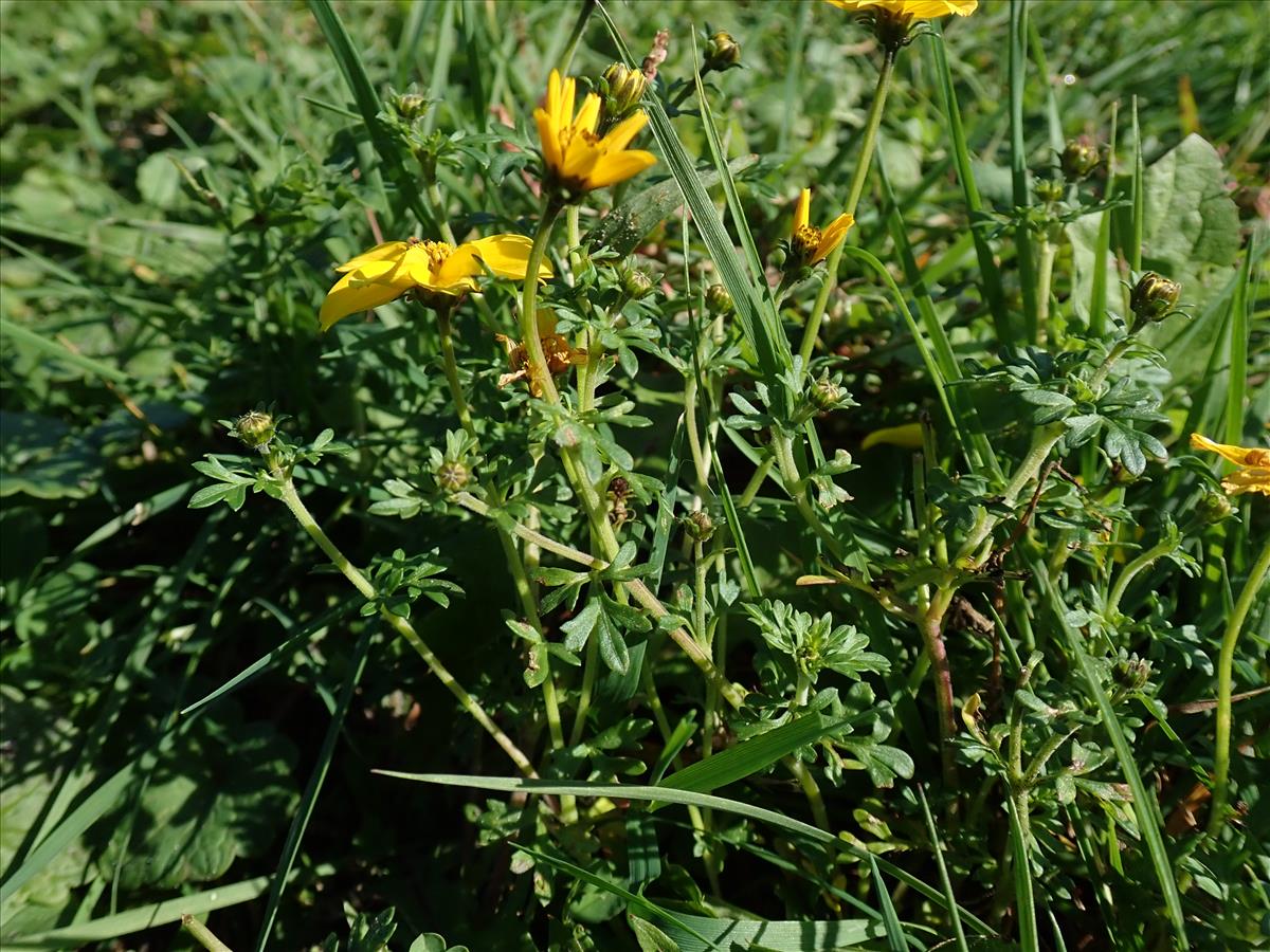 Bidens triplinervia (door Lieuwe Haanstra)