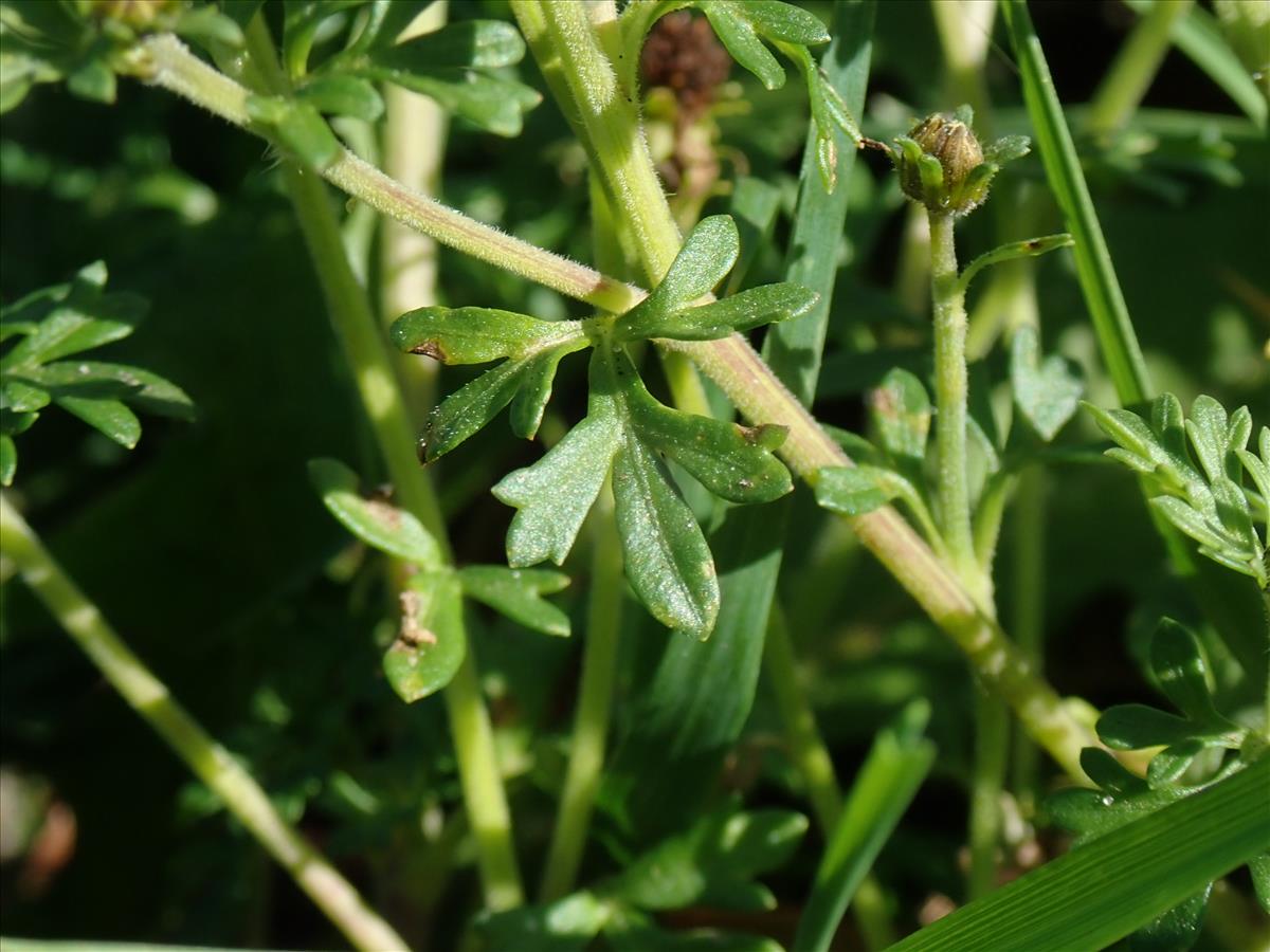 Bidens triplinervia (door Lieuwe Haanstra)