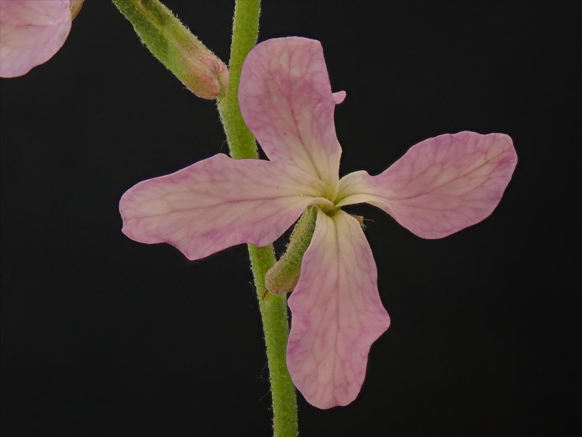 Matthiola longipetala (door Lieuwe Haanstra)