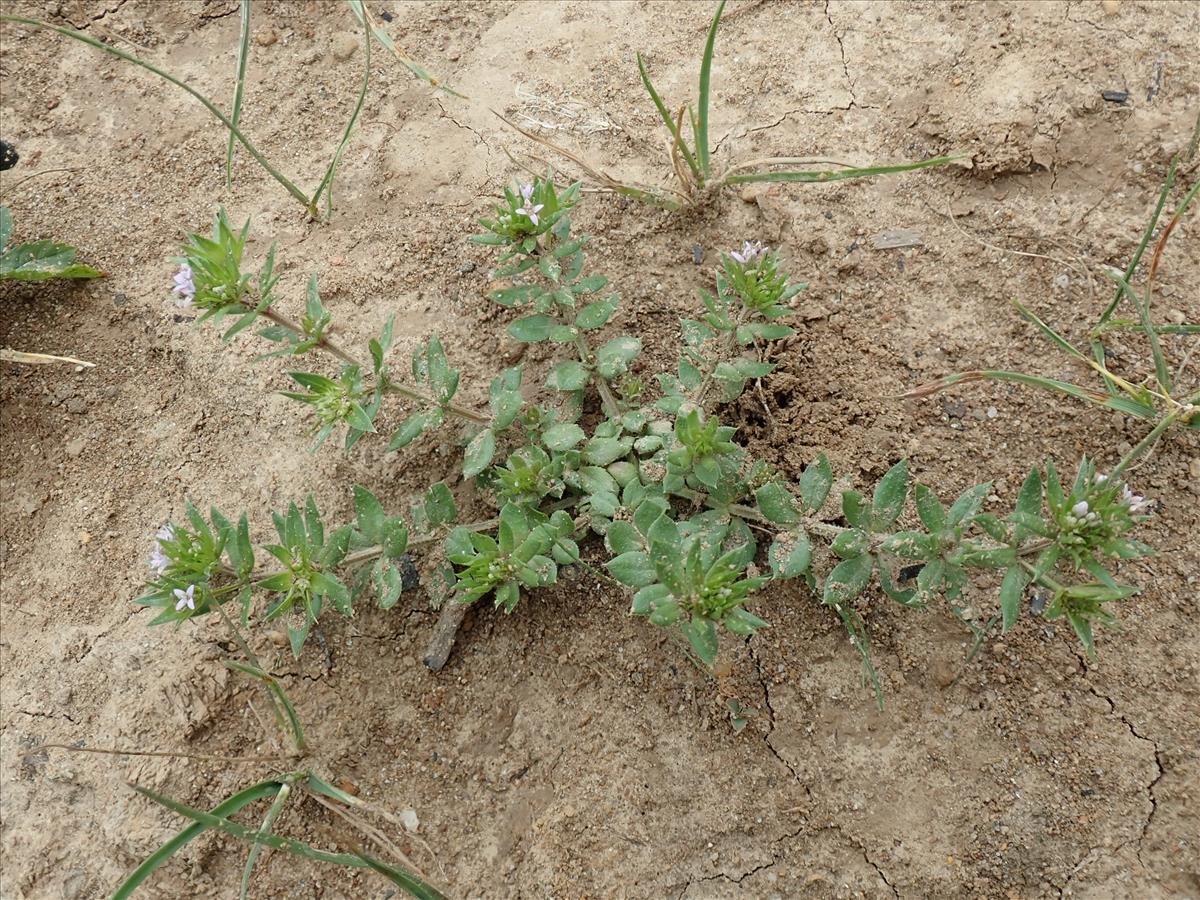 Sherardia arvensis (door Lieuwe Haanstra)