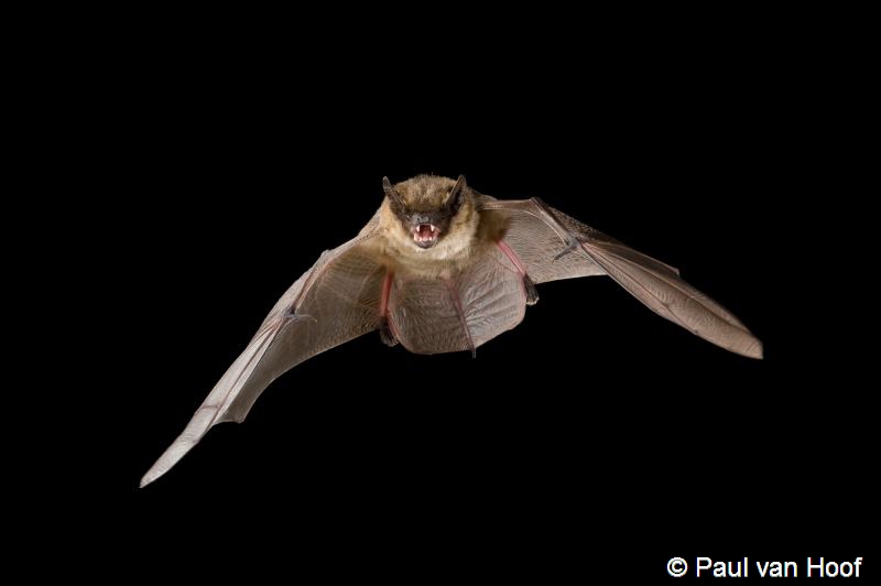 Eptesicus serotinus (door Paul van Hoof)