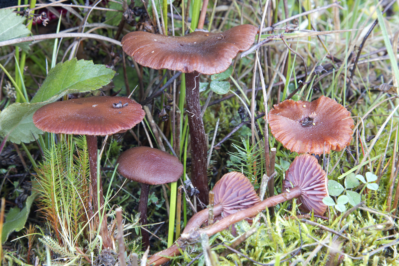 Laccaria purpureobadia (door Menno Boomsluiter)