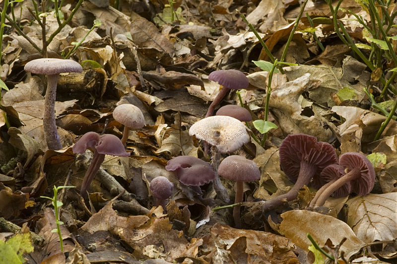 Laccaria amethystina (door Nico Dam)