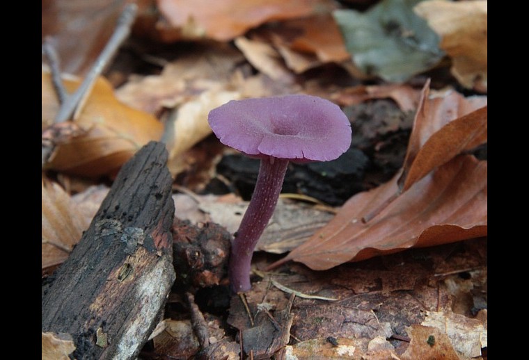 Laccaria amethystina (door Aldert Gutter)