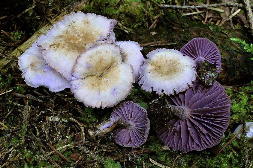 Laccaria amethystina (door Henk Huijser)