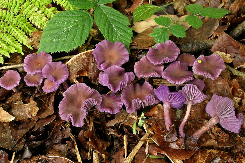 Laccaria amethystina (door Henk Huijser)