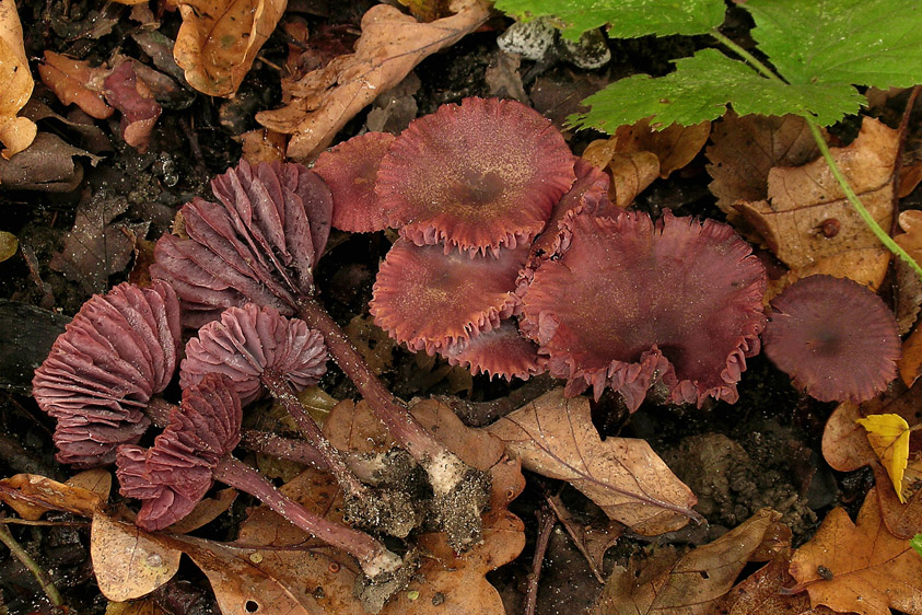 Laccaria amethystina (door Henk Huijser)