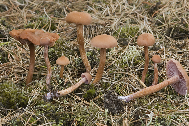 Laccaria bicolor (door Nico Dam)