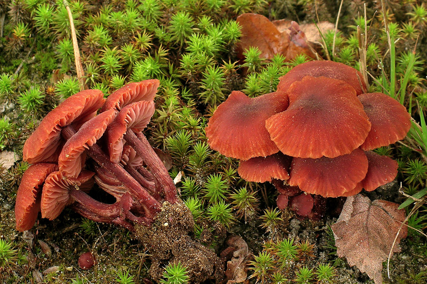 Laccaria proxima (door Henk Huijser)