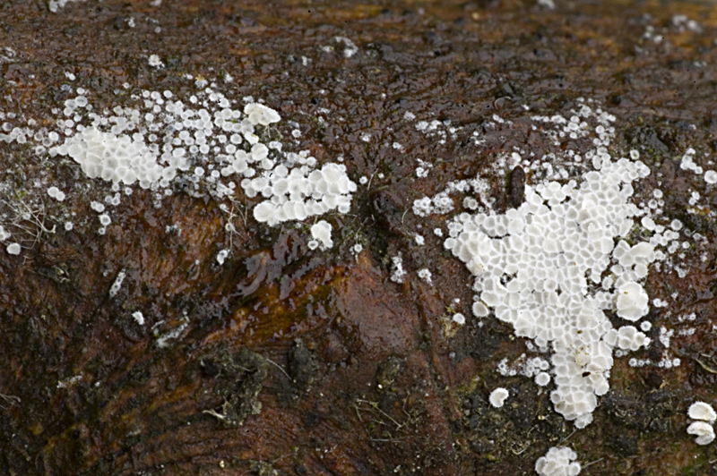 Lachnella villosa (door Nico Dam)