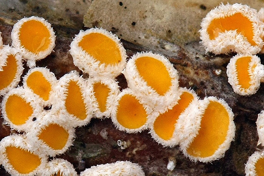 Capitotricha bicolor (door Menno Boomsluiter)