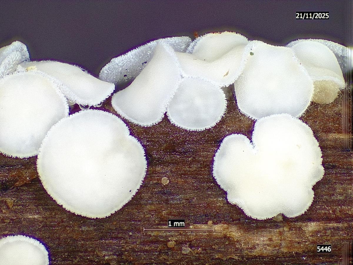 Lachnum brevipilosum (door Eduard Osieck)