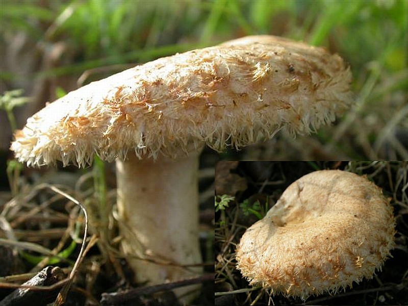 Lactarius mairei (door Emma van den Dool)