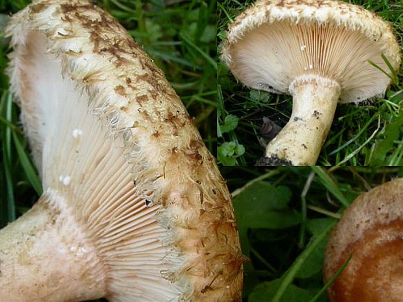 Lactarius mairei (door Emma van den Dool)