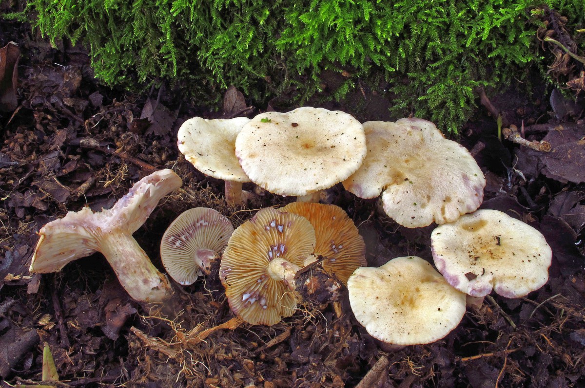 Lactarius aspideus (door Henk Huijser)