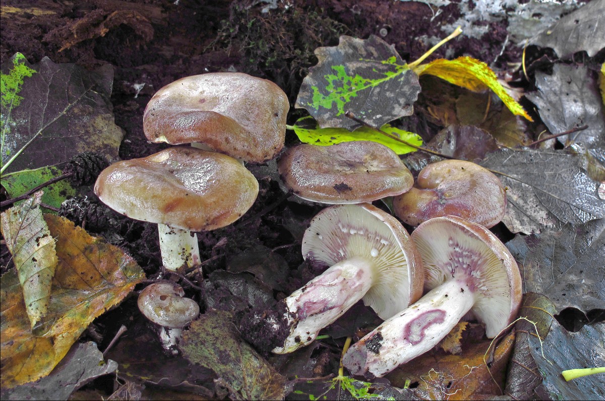 Lactarius violascens (door Henk Huijser@)