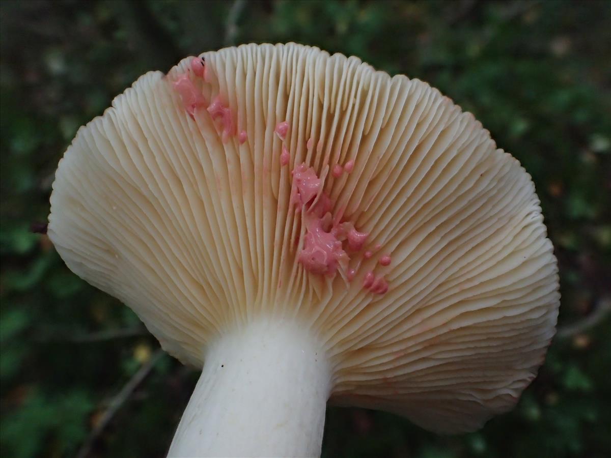 Lactarius acris (door Leo Jalink)