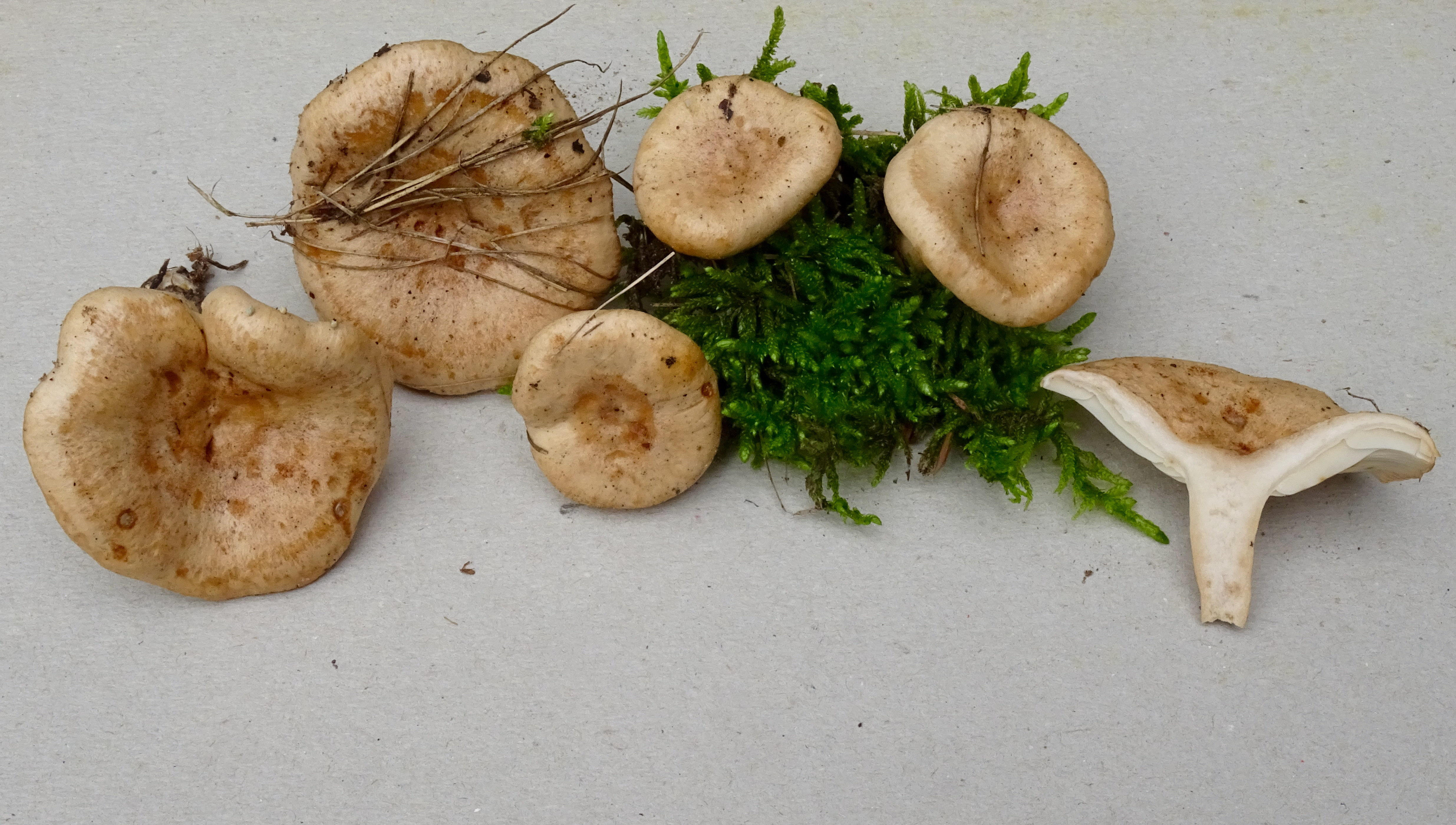 Lactarius blennius (door Roeland Enzlin)