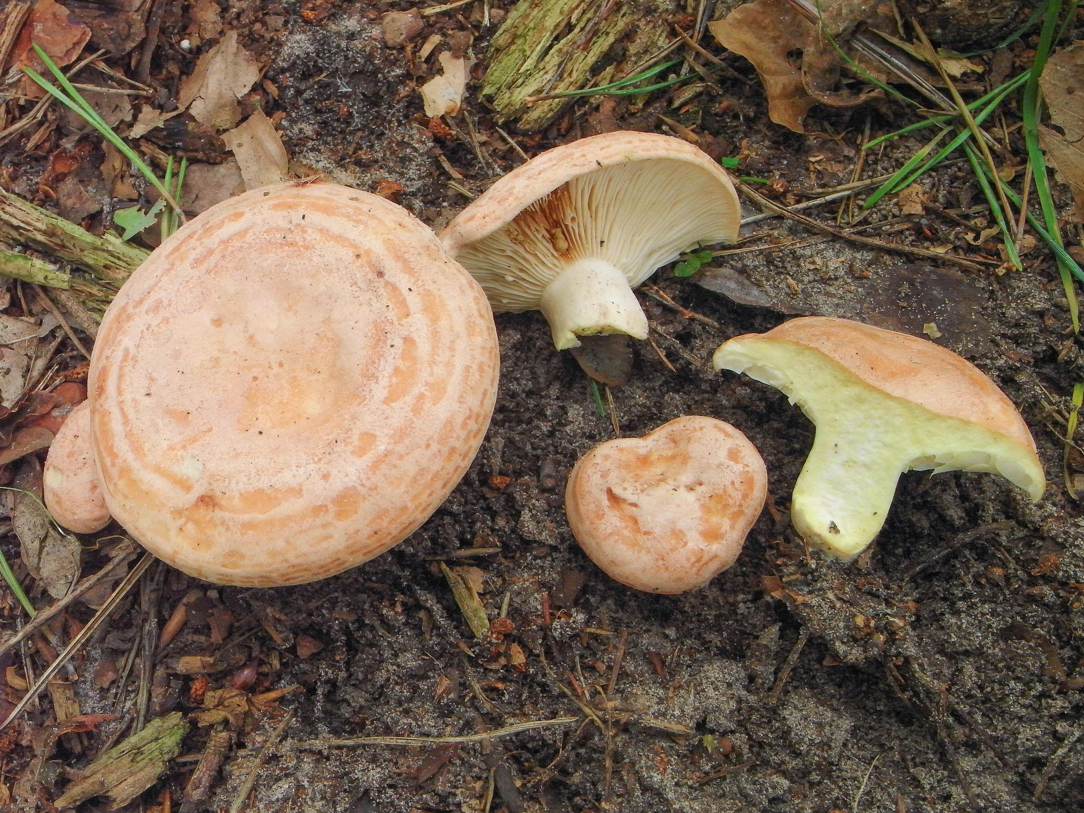 Lactarius chrysorrheus (door Roeland Enzlin)