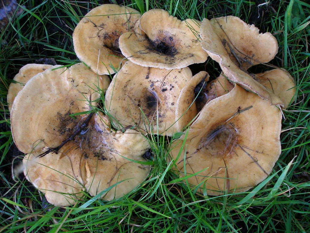 Lactarius evosmus (door Piet Bremer )