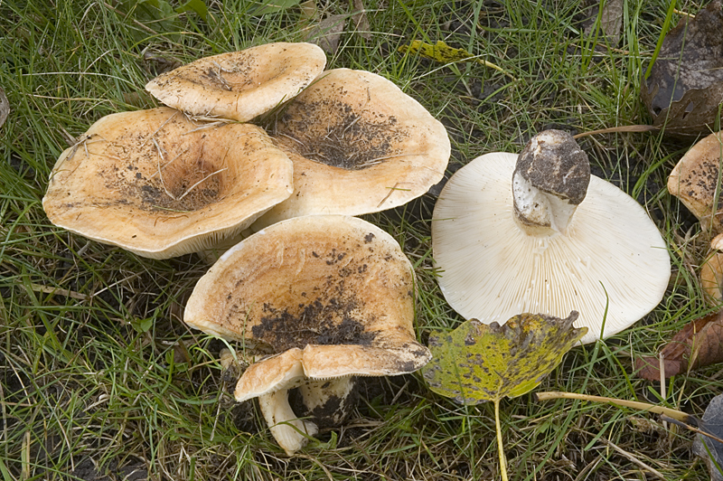 Lactarius evosmus (door Nico Dam)