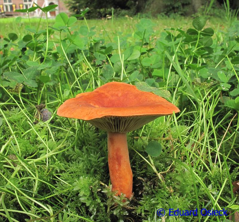 Lactarius fulvissimus (door Eduard Osieck)