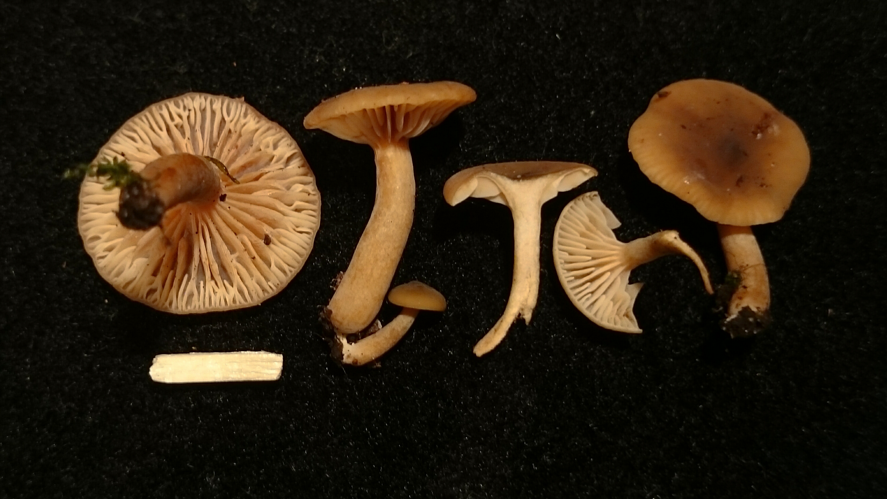 Lactarius obscuratus (door Michel Beeckman)