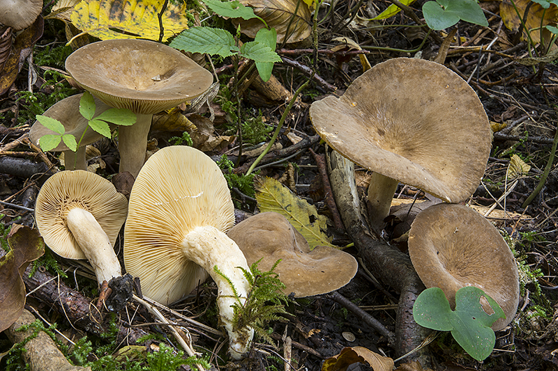 Lactarius pterosporus (door Nico Dam)