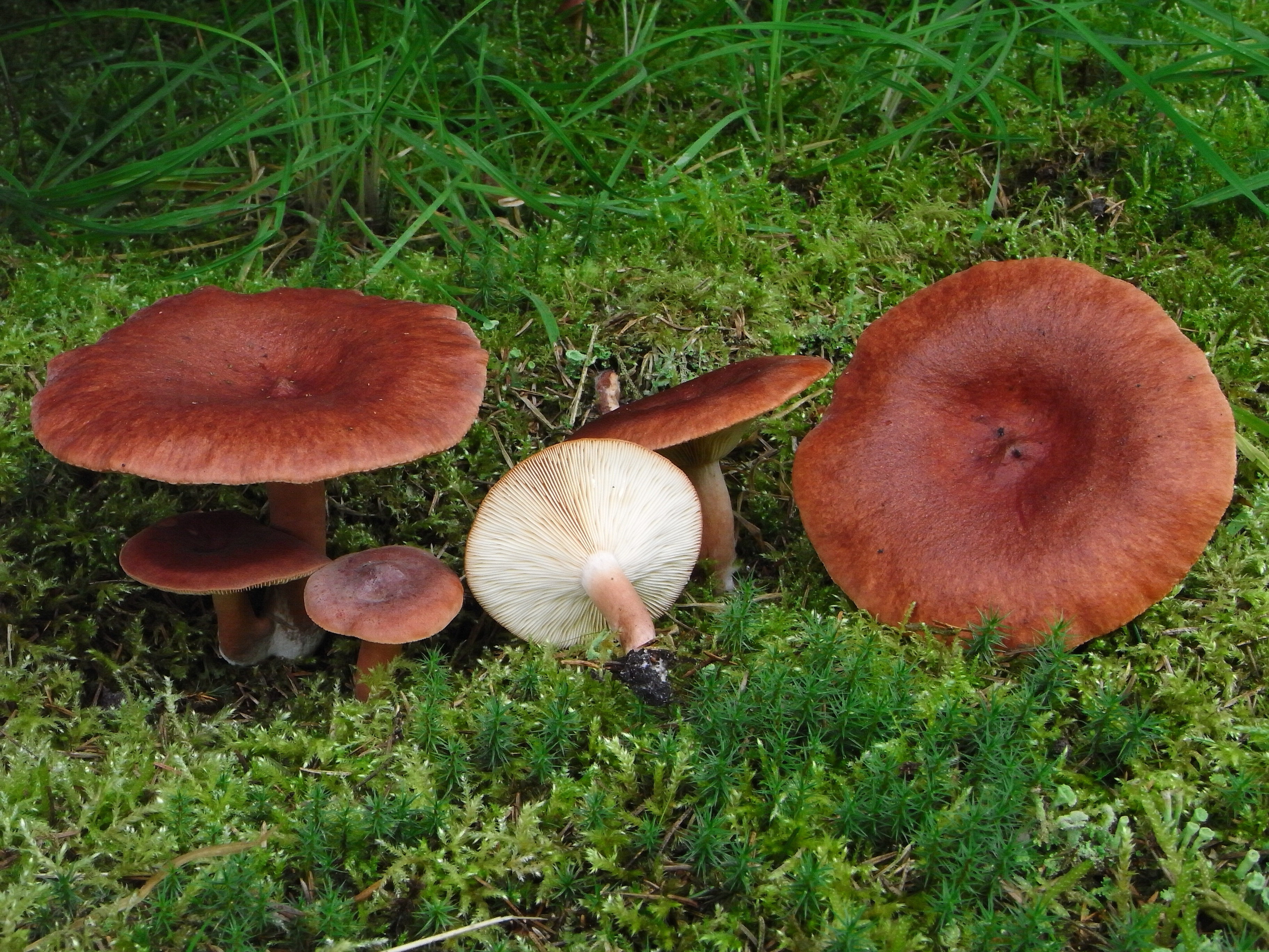 Lactarius rufus (door Roeland Enzlin)