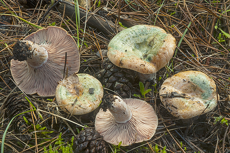 Lactarius sanguifluus (door Nico Dam)