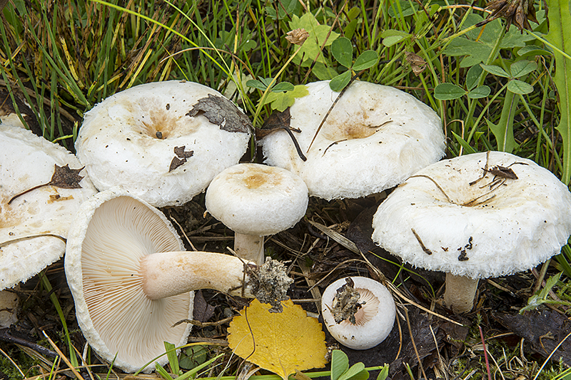 Lactarius scoticus (door Nico Dam)