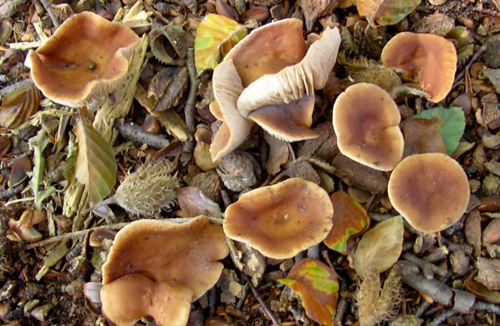 Lactarius subdulcis (door Aldert Gutter)