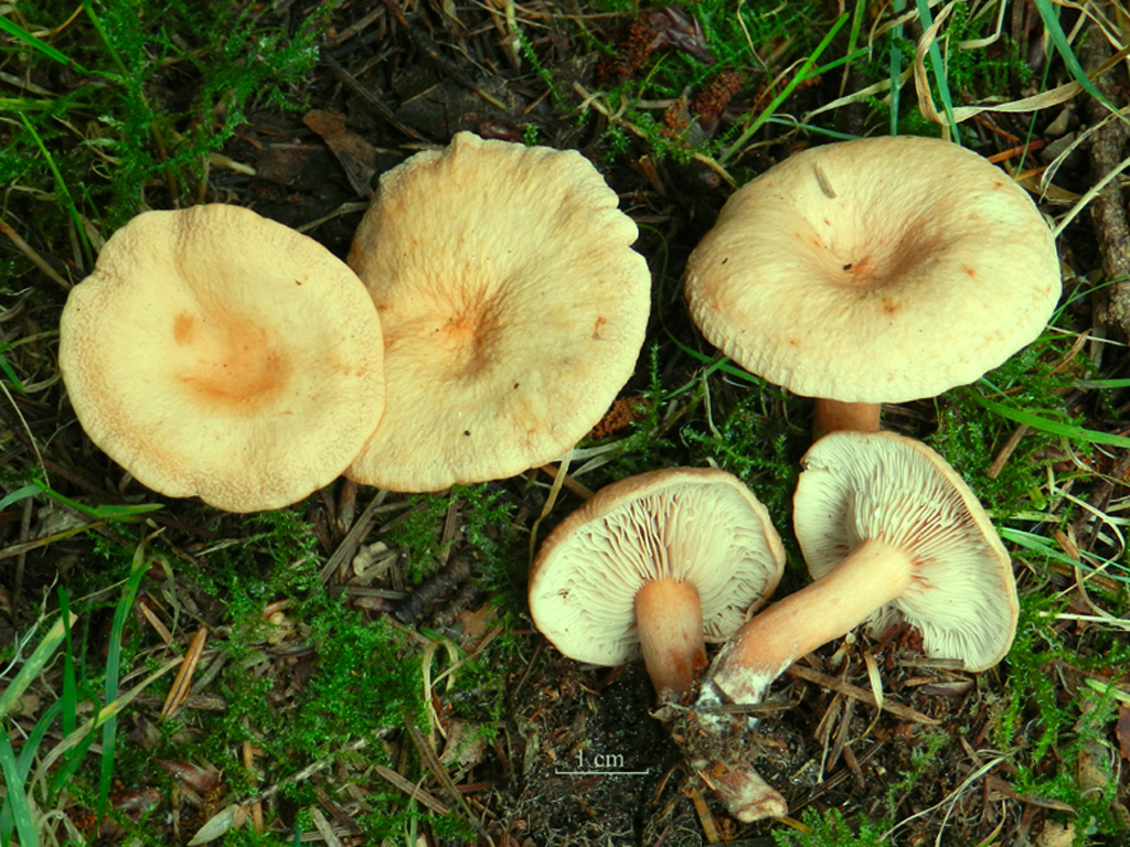 Lactarius tabidus (door Jaap Wisman)