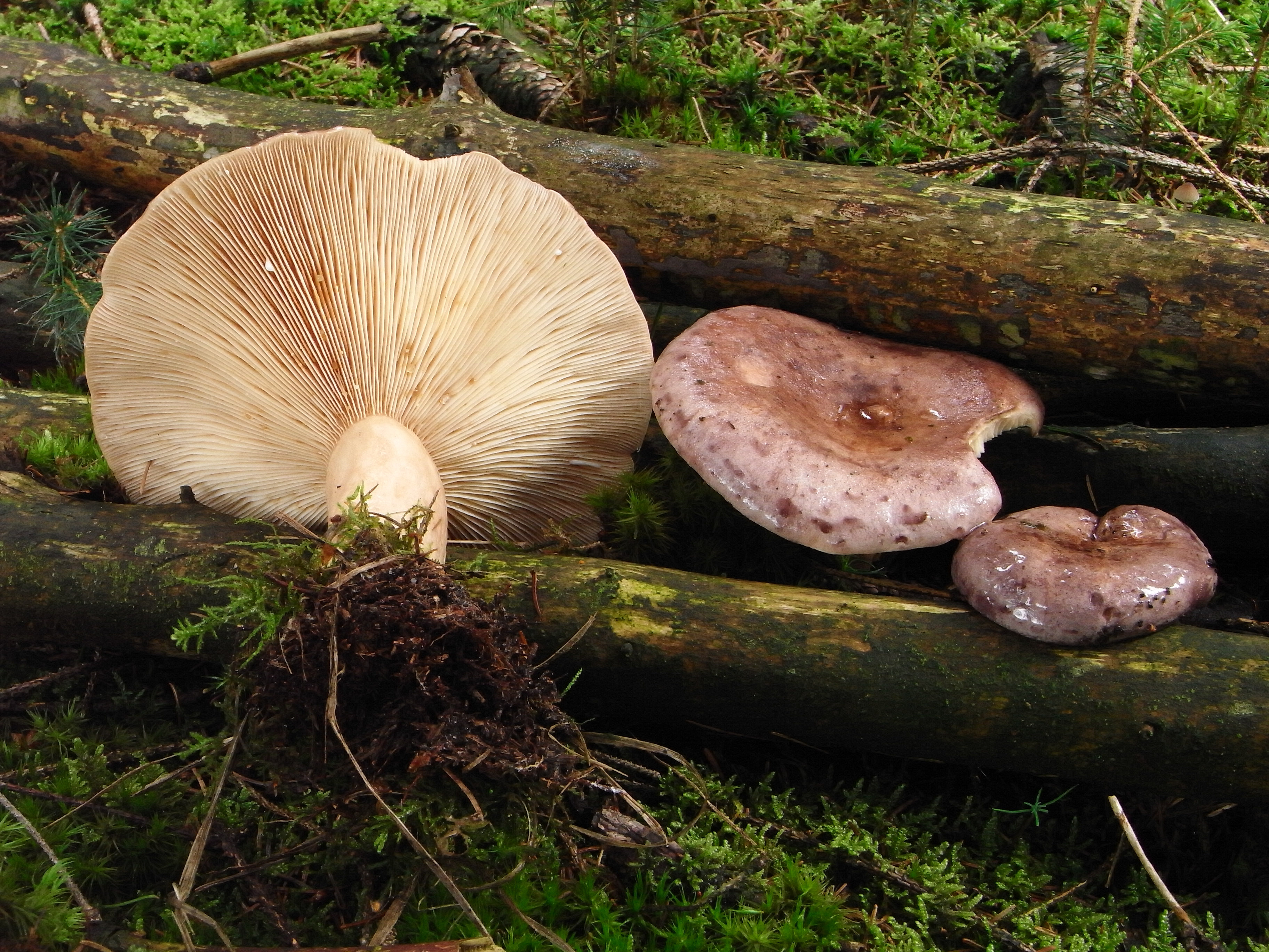 Lactarius trivialis (door Roeland Enzlin)